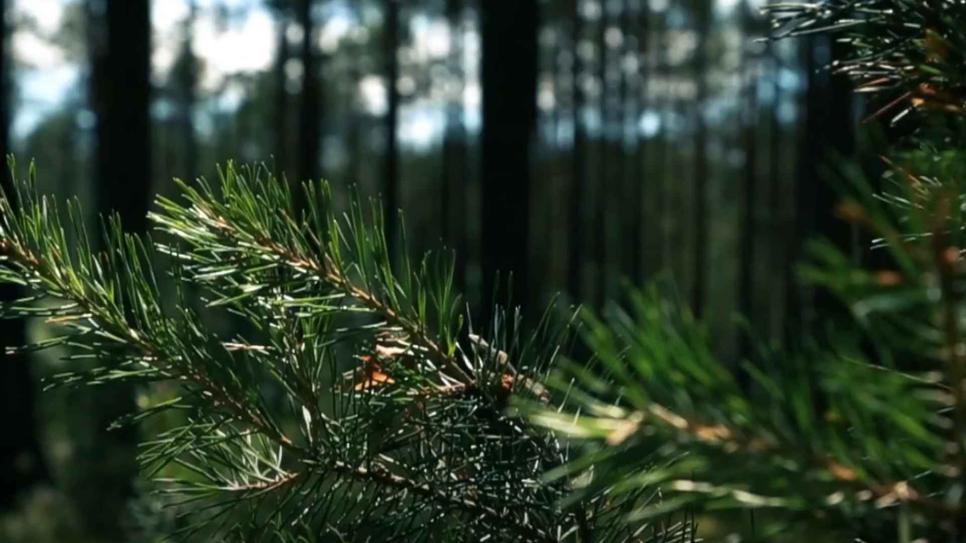 Summer camp 2012 Skauci Europy